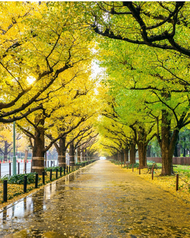Tokyo Nature Tour